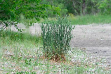 Vahşi çayırların tohumları dar yapraklı otlar. Herbaceous bitki festuca pratensis poaceae familyasından küresel şekilli. Top kurtarıcısının yeşil yaprakları. Yulaf otu ekme fikri. Yer örtüsü