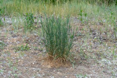 Vahşi çayırların tohumları dar yapraklı otlar. Herbaceous bitki festuca pratensis poaceae familyasından küresel şekilli. Top kurtarıcısının yeşil yaprakları. Yulaf otu ekme fikri. Yer örtüsü
