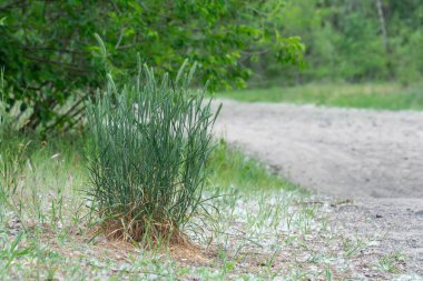 Seedlings of wild fescue meadow narrow leaved grasses. Herbaceous plant festuca pratensis poaceae family of spherical shape. Green leaves of ball fescue. Idea with oat grass for planting. Ground cover clipart