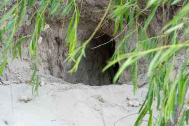 Kum zeminine gizlenmiş boş bir delik. Kıyı şeridinde kemirgen yuvası. Vahşi kazma çukurundaki hayvanlar yaşam için. Mağara ve hayvan yuvası.