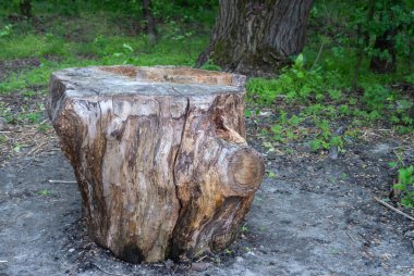 Yaprak döken ormandaki büyük kırık kütük. Yeşil çimlerin arasındaki çimenlikteki kesilmiş ağaç. Ağaçlar ve çalılar arasında doğada dinlenmek için bir yer. Bitki kesme ve hastalığı kavramı. Orman temizliği.