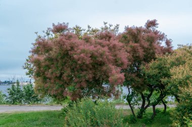 Flowering bush smoke tree of red cotinus coggygria. Beautiful fluffy flowers skumpiya tanning from the anacardiaceae family. Woody deciduous garden plant. Tannin for obtaining yellow dye. Smoke bush. clipart