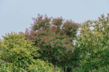 Çiçekli çalılar kırmızı cotinus coggygria dumanı ağacı. Anacardiaceae ailesinden güzel pofuduk çiçekler skumpiya bronzlaşması. Woody yaprak döken bahçe bitkisi. Sarı boya elde etmek için bronzlaş. Tüttür..