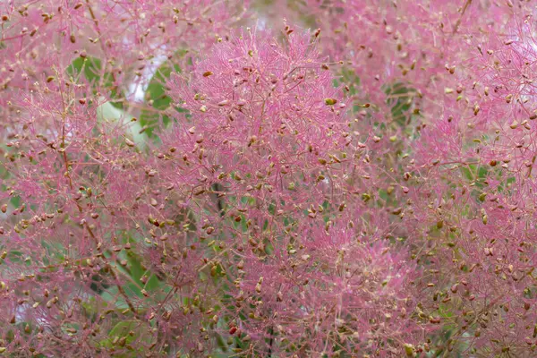 stock image Flowering bush smoke tree of red cotinus coggygria. Beautiful fluffy flowers skumpiya tanning from the anacardiaceae family. Woody deciduous garden plant. Tannin for obtaining yellow dye. Smoke bush.