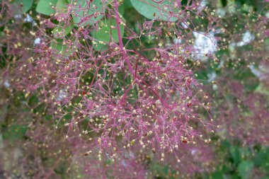 Çiçekli çalılar kırmızı cotinus coggygria dumanı ağacı. Anacardiaceae ailesinden güzel pofuduk çiçekler skumpiya bronzlaşması. Woody yaprak döken bahçe bitkisi. Sarı boya elde etmek için bronzlaş. Tüttür..