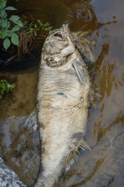 Decaying silver carp fish in muddy waters of river. Dead fish bighead carp lying washed up on shoal. Rotting hypophthalmichthys genus of freshwater fish of wild carp family. Environmental problems. clipart