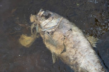 Decaying silver carp fish in muddy waters of river. Dead fish bighead carp lying washed up on shoal. Rotting hypophthalmichthys genus of freshwater fish of wild carp family. Environmental problems. clipart