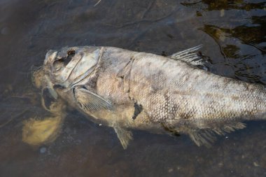 Nehrin çamurlu sularında çürüyen gümüş sazan balığı. Ölü balık kocakafalı sazan sürüsü kıyıya vurmuş. Çürüyen hipophtalmichththys cinsi tatlı su balığı vahşi sazan familyasından. Çevresel sorunlar.