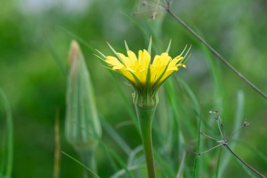 Sarı salsifi çiçekleri çimenlikte yetişir ve çiçek açar. Yaban çiçeği tragopogon dubius asteraceae familyasının iki yıllık bitkisidir. Baharda çiçek açan keçi sakalı. Sarı tuzlu bitki sapı.