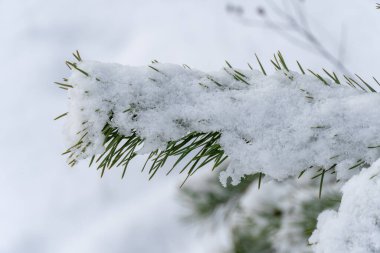 Çam dalı ve kozalaklı ağaç iğnesi kış ormanlarında beyaz karla birlikte. Yeni yıl kartı ve duvar kağıdı. Soğuk havada Noel ağacı çiftliği. Çam ağaçlarının yeniden ağaçlandırılmış fidanlığı