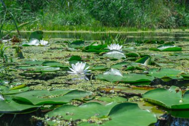 Toplu nilüfer çiçekleri nehirde büyür ve çiçek açar. Nymphaea alba 'nın kökleri uzun ve geniş yeşil yapraklardır. Göldeki nemfomanyumun çiçekli su bitkisi..