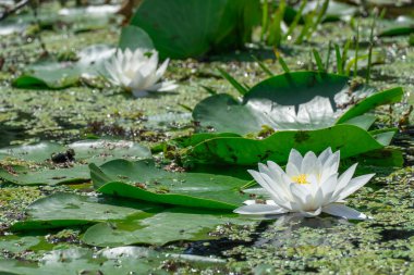 Toplu nilüfer çiçekleri nehirde büyür ve çiçek açar. Nymphaea alba 'nın kökleri uzun ve geniş yeşil yapraklardır. Göldeki nemfomanyumun çiçekli su bitkisi..