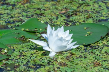 Beyaz nilüfer çiçekleri nehir kenarında büyür ve çiçek açar. Nymphaea alba 'nın kökleri uzun ve geniş yeşil yapraklardır. Göldeki nemfomanyumun çiçekli su bitkisi..