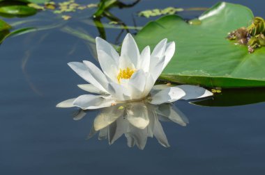 Beyaz nilüfer çiçekleri nehir kenarında büyür ve çiçek açar. Nymphaea alba 'nın kökleri uzun ve geniş yeşil yapraklardır. Göldeki nemfomanyumun çiçekli su bitkisi..