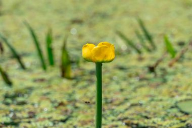 Yellow water lily growing and blossom on river. Pond overgrown with flowers nuphar lutea is perennial aquatic plant of family nymphaeaceae. Close up of spatterdock or pond-lily or can-dock on lake. clipart