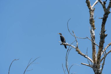 Vahşi su karabatağı mavi gökyüzü arka planında bir dalda oturuyor. Nannopterum auritus balıklar için su altına dalıyor ve avlanıyor. Özgürlük tatlı su büyük karabatak ailesi kuşu. Doğal yaşam alanı..