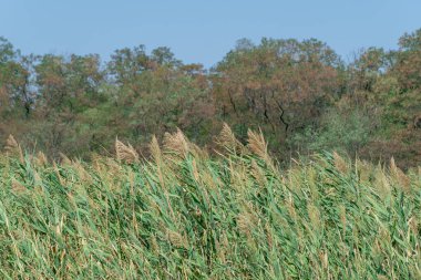 Nehir kıyısında sallanan yeşil sazlıklar mavi gökyüzüne karşı. Kuru cilt bakımı ve rüzgarda savrulan baston sapları. Bataklıktaki kahverengi boğa manzarası. Doğa bitkileri büyüyor..