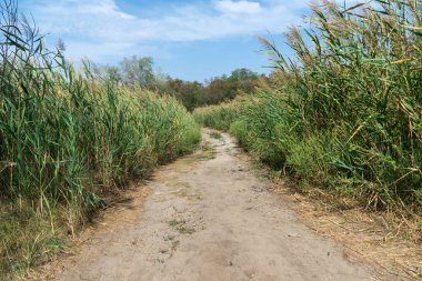 Yeşil sazlıkların arasındaki köy yolu. Her iki taraftan da rüzgarda uçan baston var. Bataklıktaki kahverengi boğa manzarası. Doğa bitkileri büyüyor..