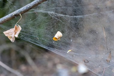 Örümcek, yaşlı kütüğün üzerine ağdan bir tuzak kurdu. Ağaç gövdesinde örümcek ağı ören karmaşık detaylar. Örümcek 'in ormandaki yaşam alanı. Entrika Ağı böceği vahşi yaşamla kaplanıyor. Nazik sanatsal doğa görüntüsü.