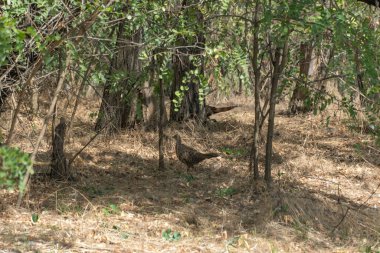 Common pheasant walking in undergrowth habitat. Phasianus colchicus is domesticat birds and is object of hunting. Lives in forests or in thickets of bushes near water. Environmental conservation. clipart