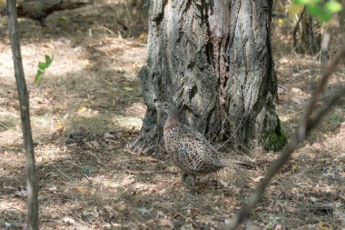 Ormanaltı yaşam alanında yaygın sülün yürüyüşü. Phasianus colchicus, evcil kedigiller (Felidae) familyasından bir kuş türü. Ormanlarda ya da suya yakın çalılıklarda yaşar. Çevresel koruma.