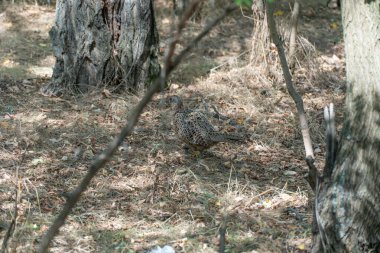 Ormanaltı yaşam alanında yaygın sülün yürüyüşü. Phasianus colchicus, evcil kedigiller (Felidae) familyasından bir kuş türü. Ormanlarda ya da suya yakın çalılıklarda yaşar. Çevresel koruma.