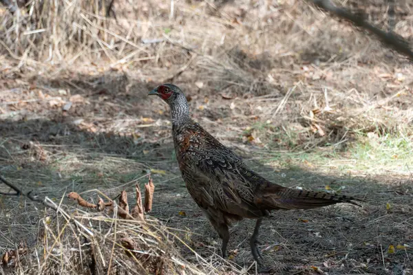 Ormanaltı yaşam alanında yaygın sülün yürüyüşü. Phasianus colchicus, evcil kedigiller (Felidae) familyasından bir kuş türü. Ormanlarda ya da suya yakın çalılıklarda yaşar. Çevresel koruma.