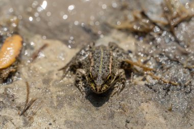 Marsh frog sits in lake and watches close-up. Green toad species of tailless amphibians of family ranidae. Single reptile of pelophylax ridibundus common in water. Portrait wet wild animal in pond. clipart