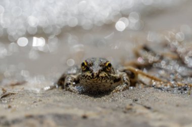 Bataklık kurbağası gölde oturur ve yakından izler. Ranidae familyasından kuyruksuz amfibik yeşil kurbağa türü. Pelophylax ridibundus 'un tek sürüngeni suda yaygındır. Göletteki ıslak vahşi hayvan portresi.