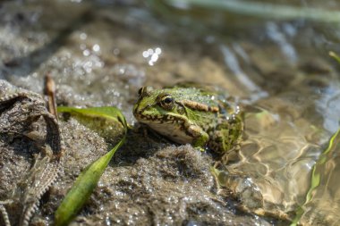 Bataklık kurbağası gölde oturur ve yakından izler. Ranidae familyasından kuyruksuz amfibik yeşil kurbağa türü. Pelophylax ridibundus 'un tek sürüngeni suda yaygındır. Göletteki ıslak vahşi hayvan portresi.