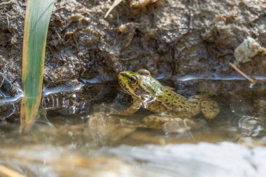 Bataklık kurbağası gölde oturur ve yakından izler. Ranidae familyasından kuyruksuz amfibik yeşil kurbağa türü. Pelophylax ridibundus 'un tek sürüngeni suda yaygındır. Göletteki ıslak vahşi hayvan portresi.