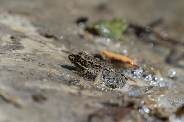 Bataklık kurbağası gölde oturur ve yakından izler. Ranidae familyasından kuyruksuz amfibik yeşil kurbağa türü. Pelophylax ridibundus 'un tek sürüngeni suda yaygındır. Göletteki ıslak vahşi hayvan portresi.