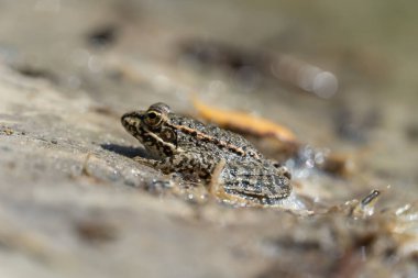 Bataklık kurbağası gölde oturur ve yakından izler. Ranidae familyasından kuyruksuz amfibik yeşil kurbağa türü. Pelophylax ridibundus 'un tek sürüngeni suda yaygındır. Göletteki ıslak vahşi hayvan portresi.