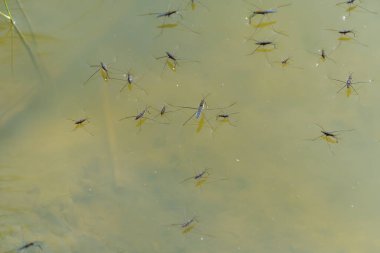 Group of water strider gerridae on water surface. Common pond skater in habitat. Bug waterbender live in stagnant and slowly flowing bodies of water. Gerris lacustris are family of hemipteran insects. clipart