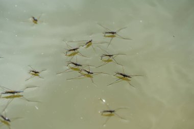 Group of water strider gerridae on water surface. Common pond skater in habitat. Bug waterbender live in stagnant and slowly flowing bodies of water. Gerris lacustris are family of hemipteran insects. clipart