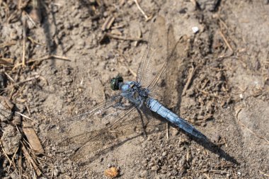 Blue dragonfly odonata with green eyes perched on dirt road close-up. Azure damselfly aeshna cyanea detachment of ancient flying insects. Branch of entomology to study of dragonflies is odonatology. clipart