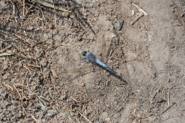 Toprak yola tünemiş yeşil gözlü mavi yusufçuk odonata. Gök sineği aeshna siyanea ayrılığı. Antik uçan böcekler. Böcekbilim dalında yusufçuklar üzerinde çalışmak odonatolojidir..