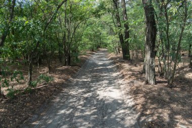 Sihirli doğal kemer ve patika. Ormandaki dallar tarafından şekillendirilmiş yeşil kemer yolu. Güzel yaprak döken ağaçlar tünelinde uzun bir yol var. Ağaç gövdelerinin kıvrımları ve ağaçlardaki patikalar.
