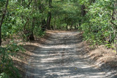 Sihirli doğal kemer ve patika. Ormandaki dallar tarafından şekillendirilmiş yeşil kemer yolu. Güzel yaprak döken ağaçlar tünelinde uzun bir yol var. Ağaç gövdelerinin kıvrımları ve ağaçlardaki patikalar.