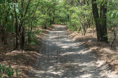 Sihirli doğal kemer ve patika. Ormandaki dallar tarafından şekillendirilmiş yeşil kemer yolu. Güzel yaprak döken ağaçlar tünelinde uzun bir yol var. Ağaç gövdelerinin kıvrımları ve ağaçlardaki patikalar.