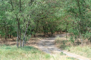 Sihirli doğal kemer ve patika. Ormandaki dallar tarafından şekillendirilmiş yeşil kemer yolu. Güzel yaprak döken ağaçlar tünelinde uzun bir yol var. Ağaç gövdelerinin kıvrımları ve ağaçlardaki patikalar.