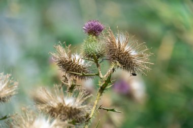 Tüylü, yakın plan tüylü deve dikeni. Çiçekli sirsium arvense ya da çayırda yetişen pembe devedikeni. Asteraceae familyasından Carduus burdock yüksek nitrit içeriği için tehlikelidir..