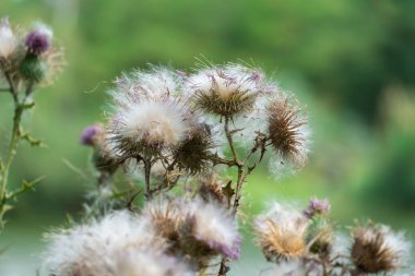 Tüylü, yakın plan tüylü deve dikeni. Çiçekli sirsium arvense ya da çayırda yetişen pembe devedikeni. Asteraceae familyasından Carduus burdock yüksek nitrit içeriği için tehlikelidir..