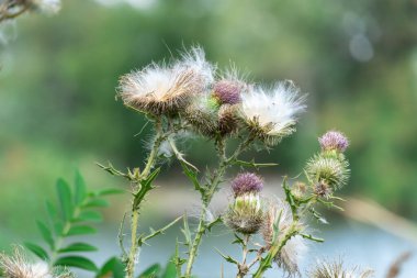 Tüylü, yakın plan tüylü deve dikeni. Çiçekli sirsium arvense ya da çayırda yetişen pembe devedikeni. Asteraceae familyasından Carduus burdock yüksek nitrit içeriği için tehlikelidir..
