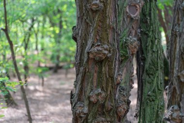 Suvel is spherical growth on tree in forest. Trunk with burls is disease and deformed plant. Slub or lump of burl root. Mutation possibly caused by bacteria or fungi. Bulbous bulging wood burl. clipart