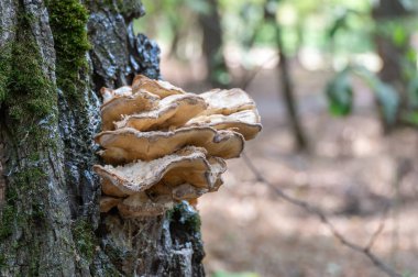 Ağaçta yetişen dev Meripilus Giganteus mantarı. Meripilaceae familyasından Meripilaceae cinsi mantar. Phytopatojen yapraklı ağaçlarda çürümeye neden olur. Bitkinin yakın planında dev çoklu gözenek paraziti.
