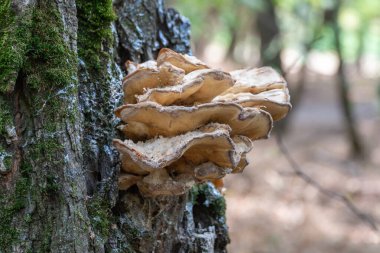Ağaçta yetişen dev Meripilus Giganteus mantarı. Meripilaceae familyasından Meripilaceae cinsi mantar. Phytopatojen yapraklı ağaçlarda çürümeye neden olur. Bitkinin yakın planında dev çoklu gözenek paraziti.