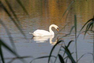 Vahşi doğada nehirde yüzen beyaz kuğunun zarif kuşu. Doğal ortamında gölde yüzen dilsiz kuğu. Doğal ortamda tatlı su kuşu. Vahşi doğadaki hayvan davranışları. Güzel boyun ve zarif kanatlar.