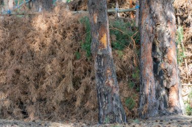 Bough shelter from dry spruce branches in forest. Lean-to hovel of pine bough hut. Empty woodland hut made of conifer tree twigs and poles and sticks covered with branches. Lost and survival concept. clipart