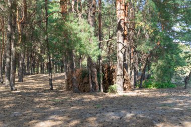 Ormandaki kuru ladin dallarından korunmak için dal barınağı. Çam dalı kulübesinde eğilmek. Kozalaklı ağaç dallarından, sırıklardan ve dallarla kaplı sopalardan yapılmış boş bir orman kulübesi. Kayıp ve hayatta kalma kavramı.